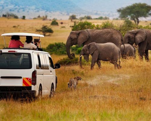 NAIROBI, NGORONGORO CRATER, SERENGETI NATIONAL PARK, LAKE MANYARA NATIONAL PARK, AMBOSELI NATIONAL PARK, OL PEJETA CONSERVANCY, LAKE NAKURU NATIONAL PARK, MASAI MARA GAME RESERVE 